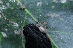Araneae