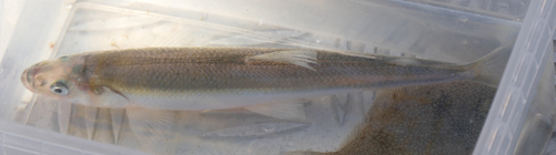 European Smelt
