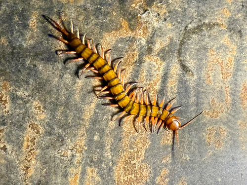 Pacific Giant Centipede