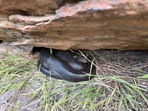 Diamond Python sighting