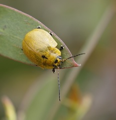 Paropsis augusta