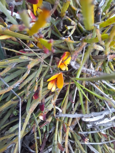 Bossiaea riparia, photograph 2