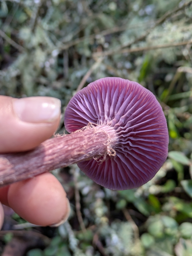 Laccaria amethysteo-occidentalis · November 2025 · photo: © mylan (iNaturalist, cc-by)