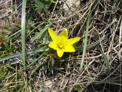 Tulipa uniflora