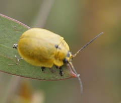 Paropsis augusta