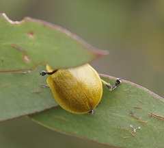 Paropsis augusta
