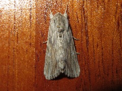 Spodoptera albula