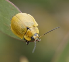 Paropsis augusta