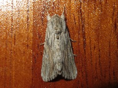 Spodoptera albula