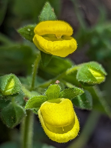 Calceolaria petioalaris (Calceolaria petioalaris)