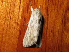 Spodoptera albula