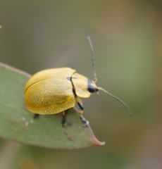 Paropsis augusta