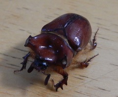 Pseudoryctes etunus
