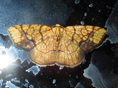 Nematocampa arenosa