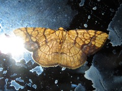 Nematocampa arenosa