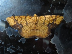 Nematocampa arenosa