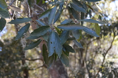 Quercus crassipes