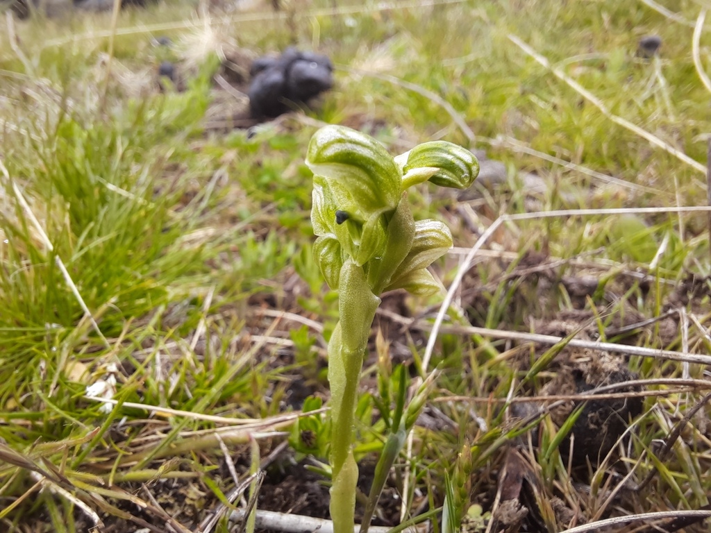 Pterostylis pratensis