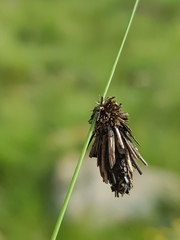 Oiketicoides maledicta