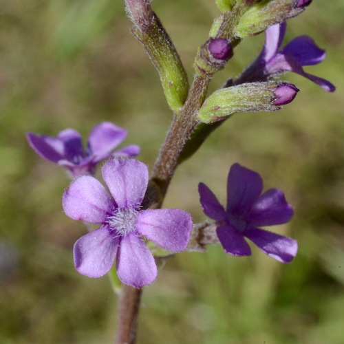 American Bluehearts (Buchnera americana)