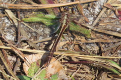 Phanogomphus minutus