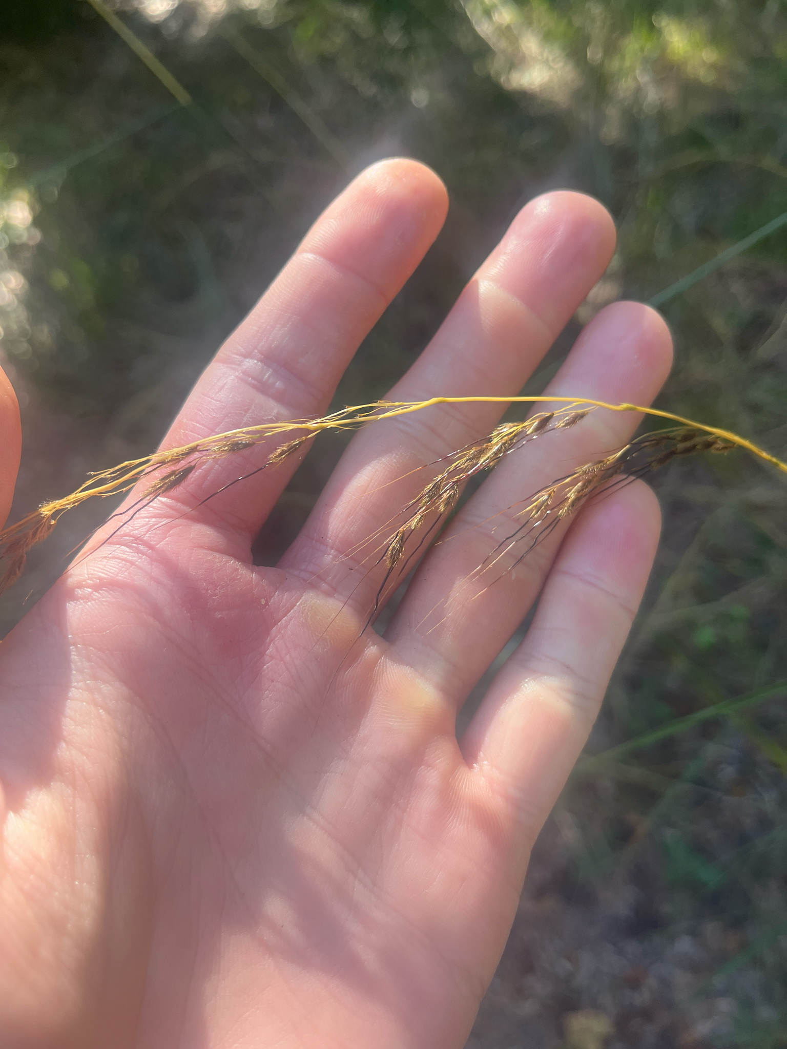 Slender Indiangrass (Sorghastrum elliottii)