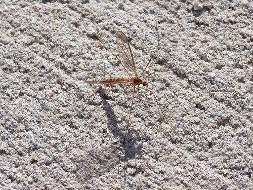 Unknown species found near Manalapan Township, NJ 07726, USA