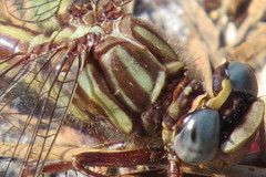 Phanogomphus minutus