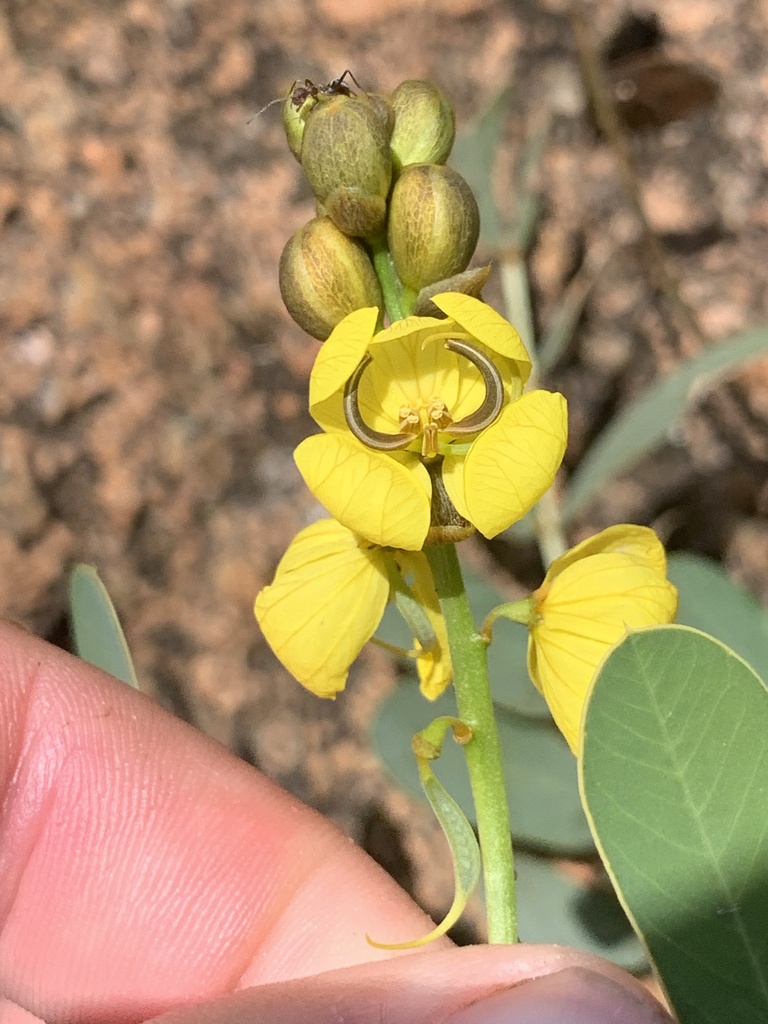 Port Royal senna (Senna italica)