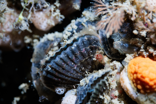 Notosaria nigricans observed 2025-11-28