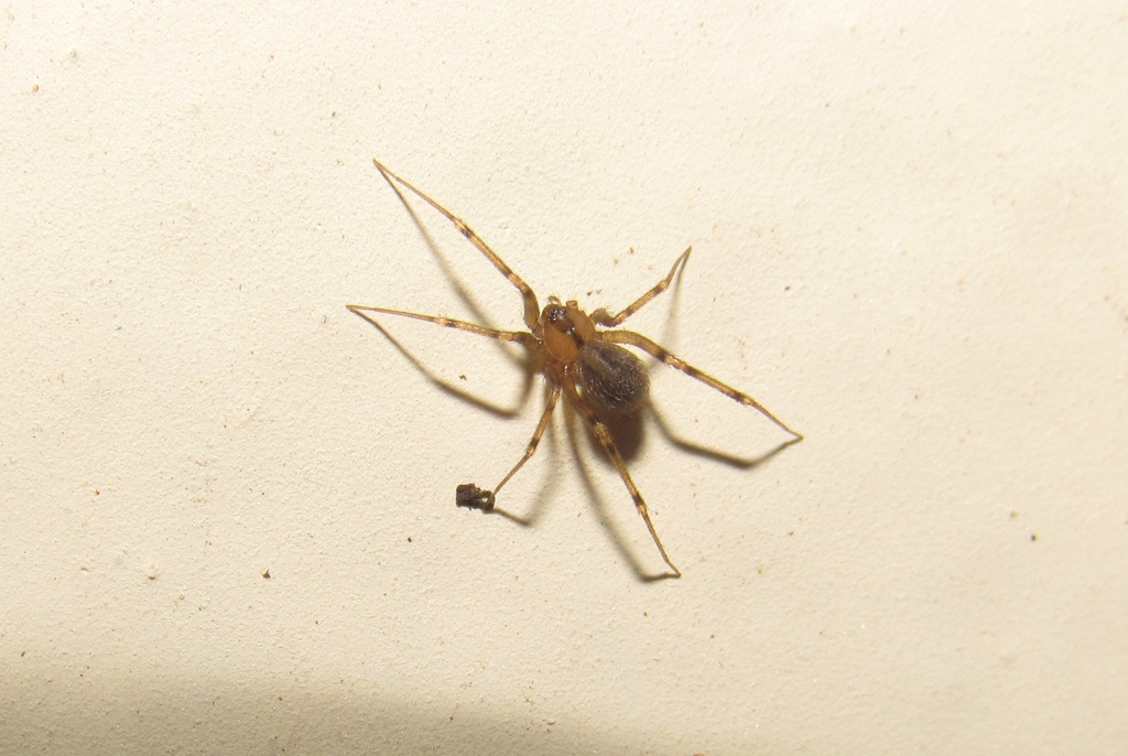 Ibotyporanga naideae