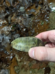 Sternotherus minor