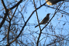 Turdus pilaris