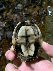 Sternotherus minor