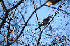 Turdus pilaris