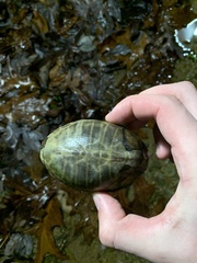 Sternotherus minor