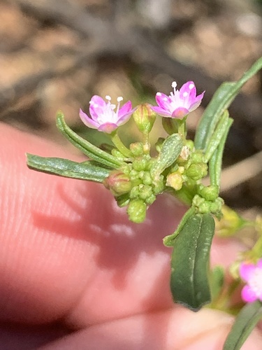 Gisekia pharnaceoides (Gisekia pharnaceoides)