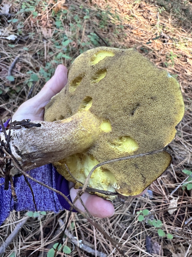 Suillus fuscotomentosus · November 2025 · photo: © grnleaf (iNaturalist, cc0)