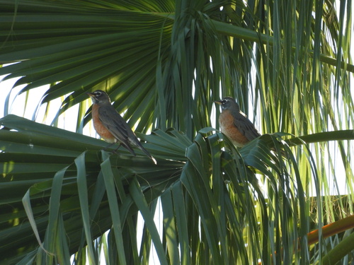American Robin photographed in Nevada