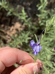 Rotheca louwalbertsii