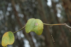 Passiflora bogotensis