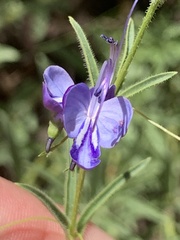 Rotheca louwalbertsii