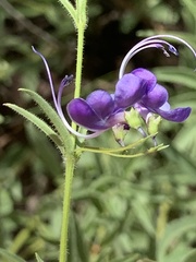 Rotheca louwalbertsii