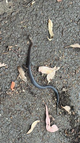 Golden-crowned Snake sighting