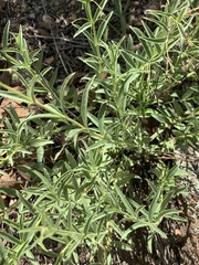 Rotheca louwalbertsii