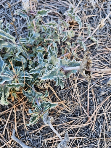 Sunset Crater beardtongue (Penstemon clutei)