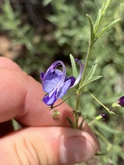 Rotheca louwalbertsii