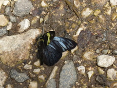 Pereute charops charops