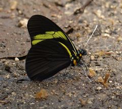 Pereute charops charops