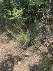 Rotheca louwalbertsii